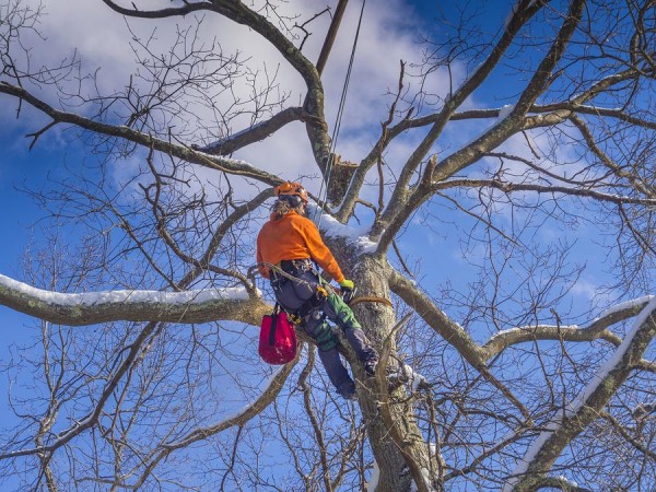 Tree Service